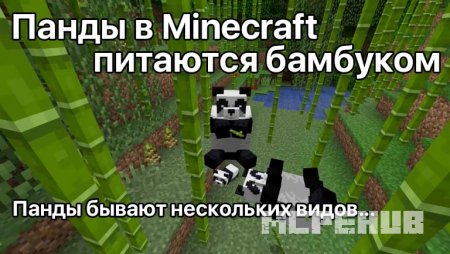 Панды едят бамбук