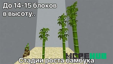 Стадии роста бамбука