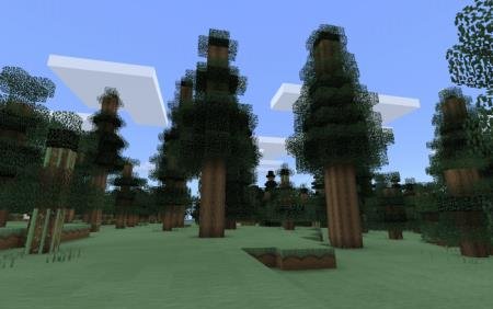 Высокие деревья с красивыми текстурами листьев на гладкой равнине