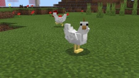 Новая модель курицы