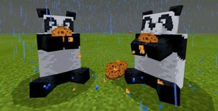 Две панды кушает печенье