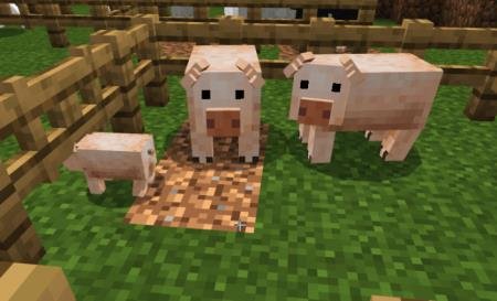 Свинки едят траву