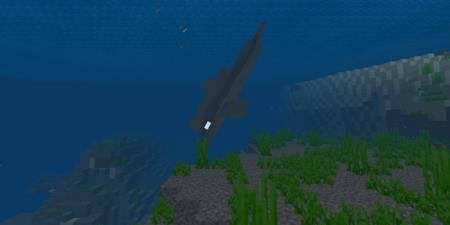 акула под водой