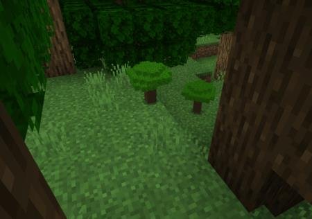 крошечные деревья в лесу