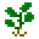 Зеленое растение