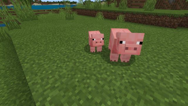 семья свинок