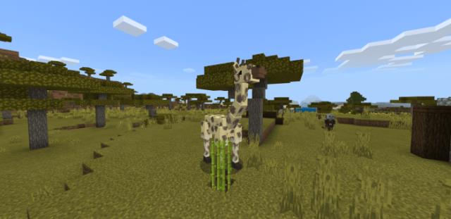 Жирафы, обитающие в биоме саванны