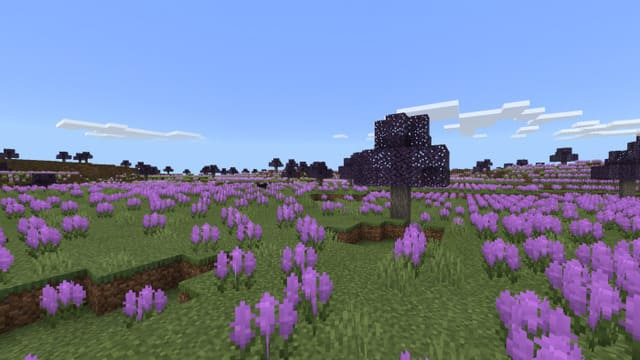 Lavender grove