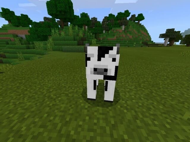 Черно-белая корова
