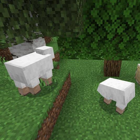 Овцы под деревом
