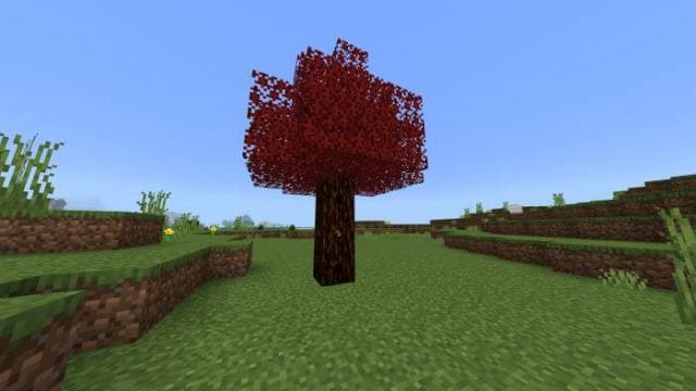 Кленовые деревья