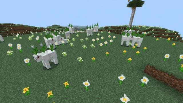 Корова с белыми тюльпанами