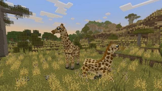 Жирафы на равнине