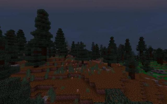 Лес с подзолом в темноте