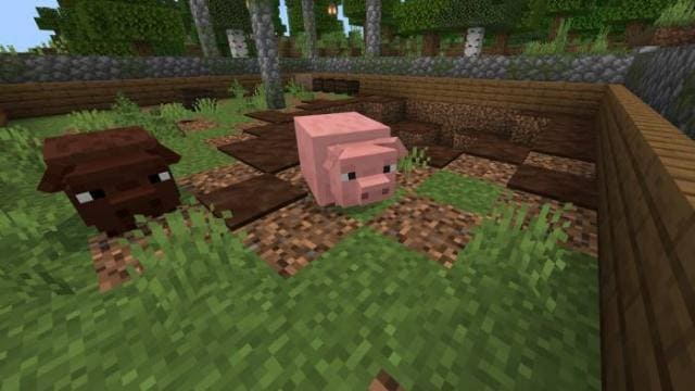 Частицы от свиньи