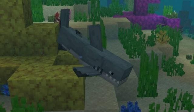 Серая рифовая акула