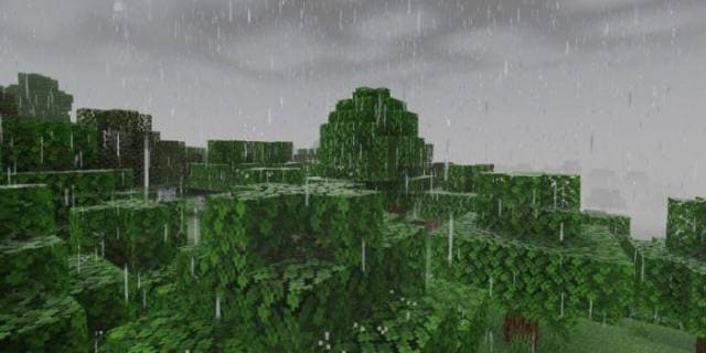 Дождь в лесу