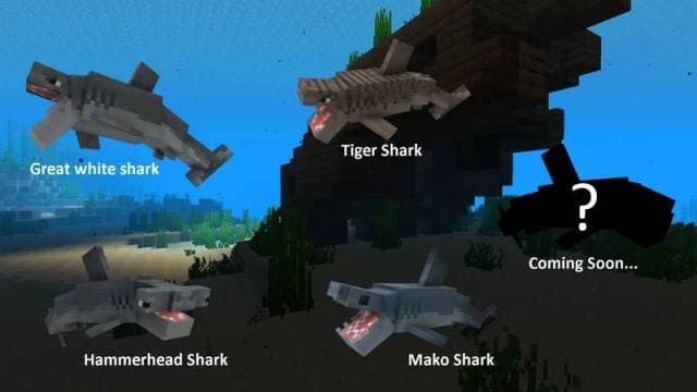 Разнообразие акул