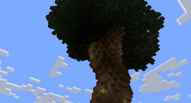 Огромное дерево вид снизу