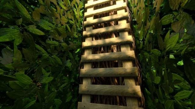 Лестница между листвы