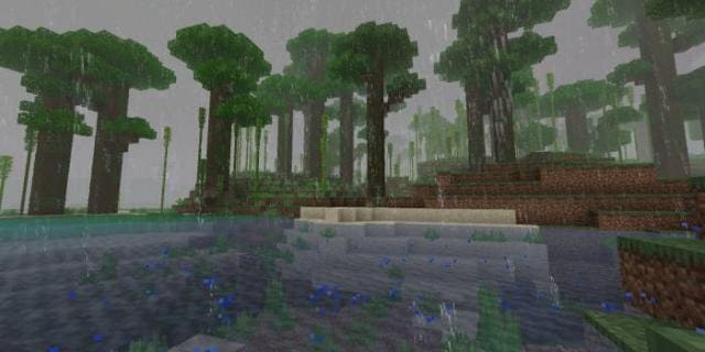 Дождливый день в лесу