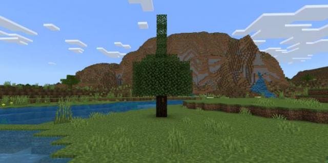Каучуковое дерево