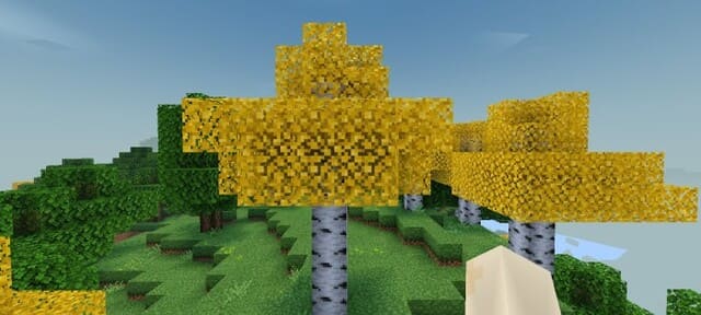 Желтые листья на березе