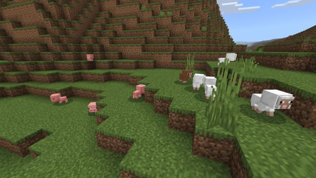 Мини-овцы и свиньи