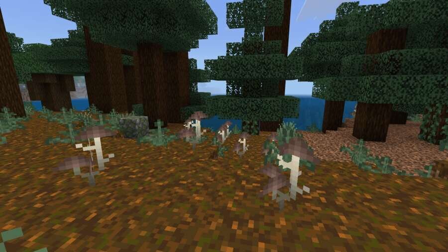 Подзолистый лес