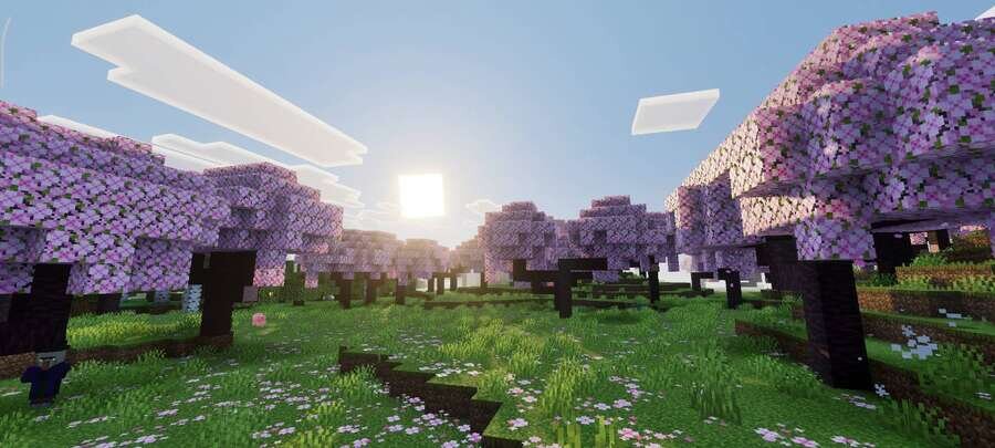 Красивый лес вишни