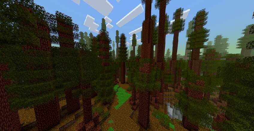 Лес с высокими деревьями