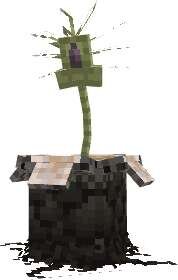 Стадия лицехвата