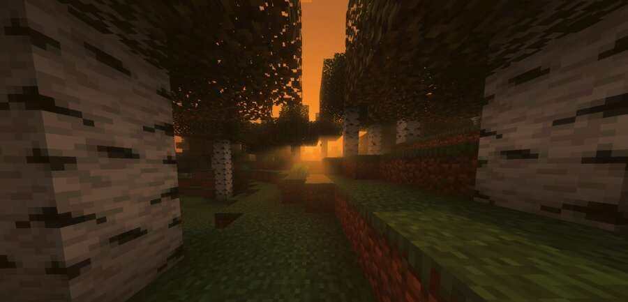 Березовый лес на закате