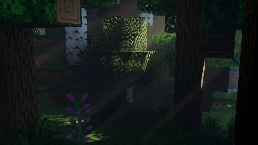 Свет и тени в лесу