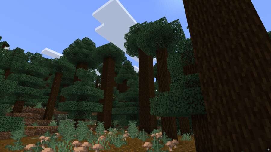 Игроки гуляют посреди леса