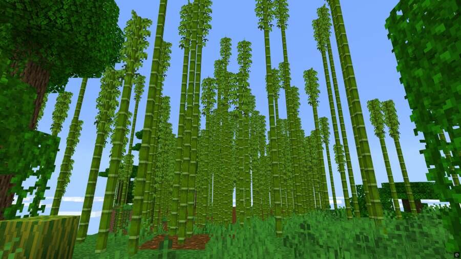 Бамбуковые заросли в джунглях