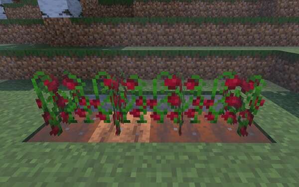 Растущие ягоды