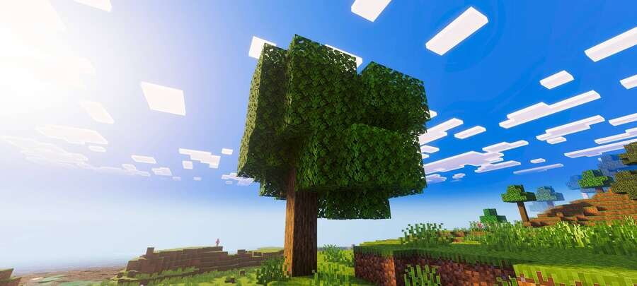 Большая листва дерева