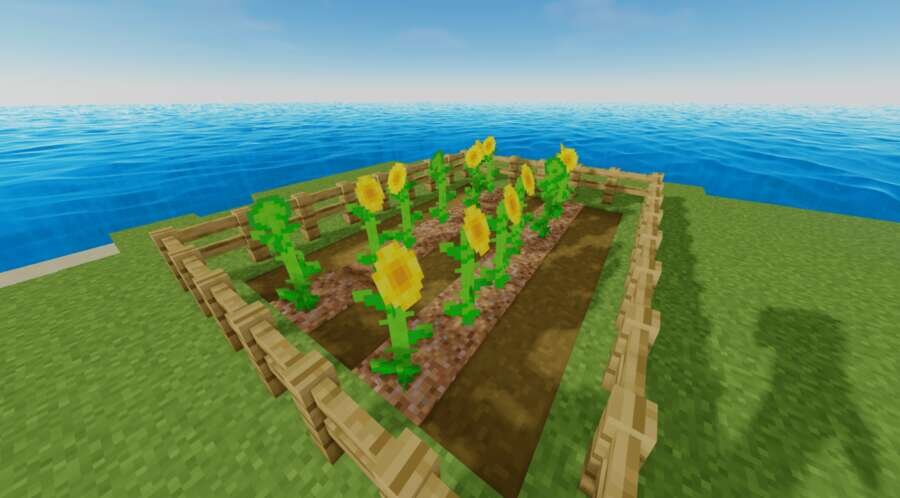 Подсолнухе за забором