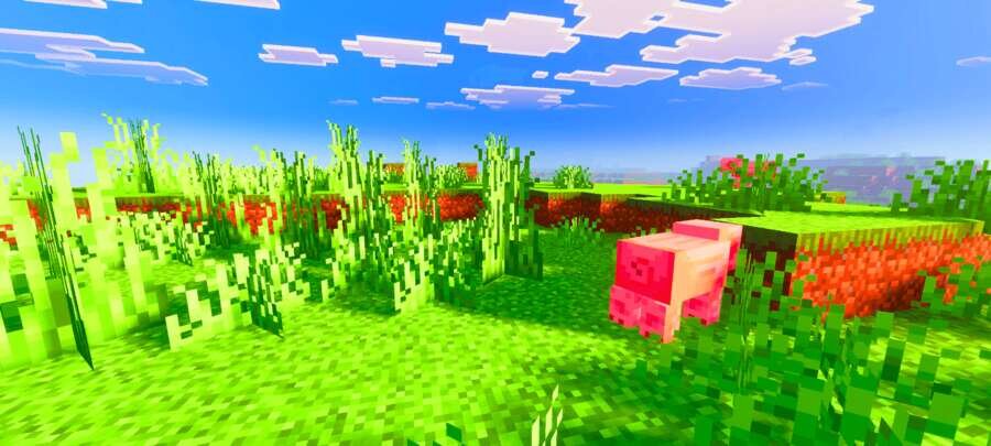 Свинья на равнине