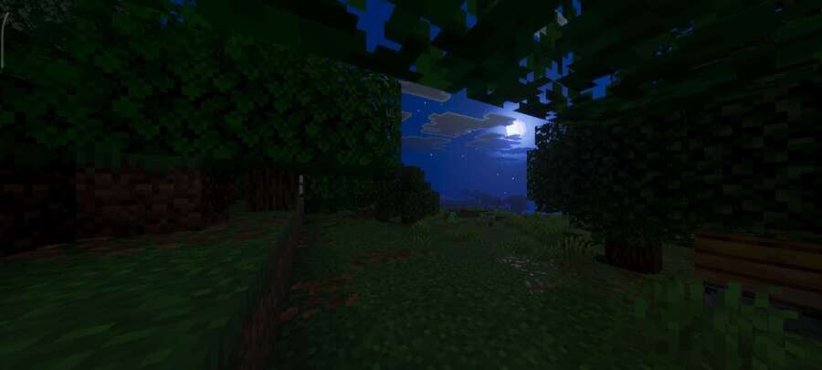 Ночь в лесу