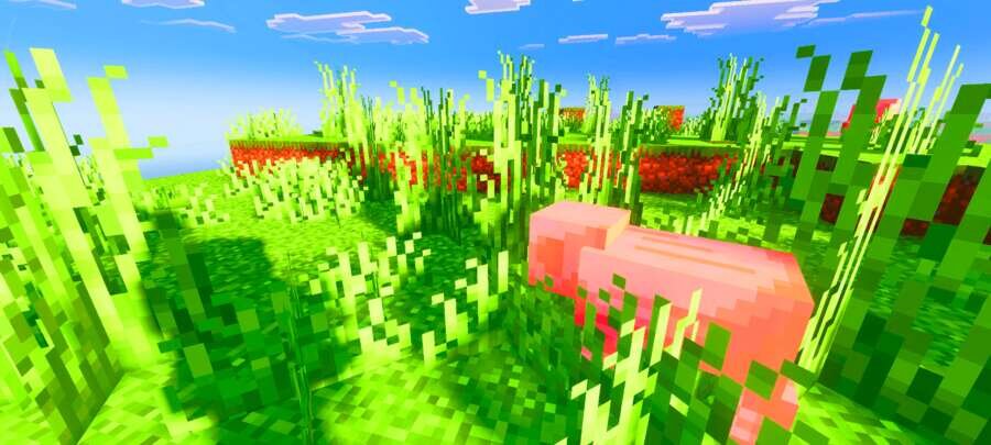 Свинья гуляет по равнине