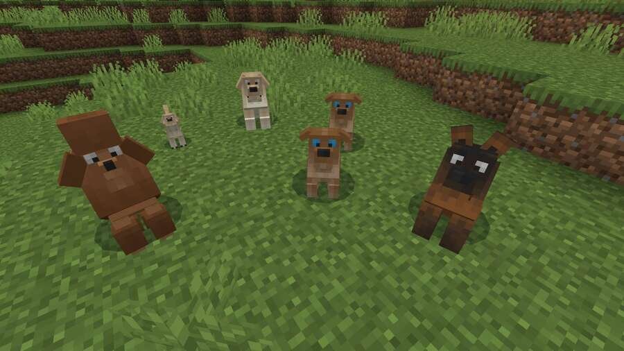 Коричневые собачки