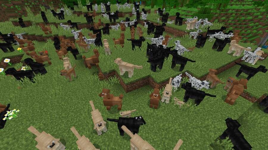 Красивые собаки